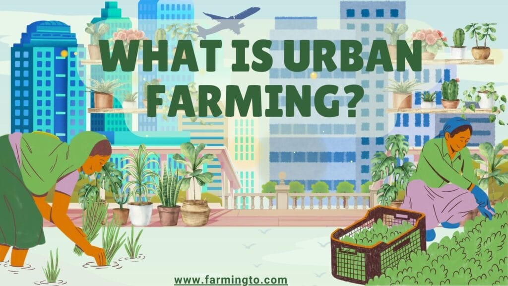 What is Urban Farming? 