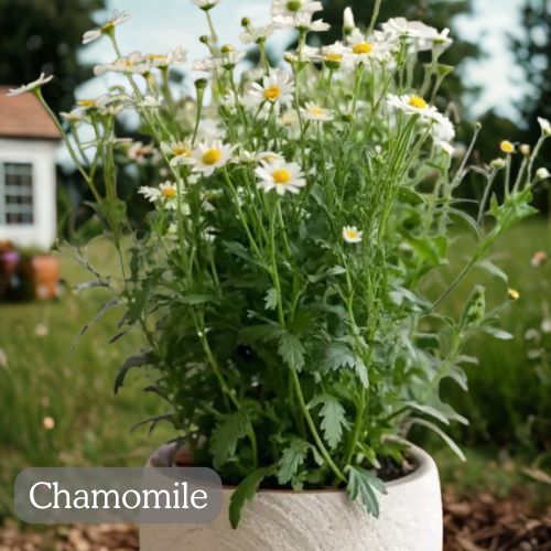 medicinal-plants-you-can-grow-at-home-Chamomile