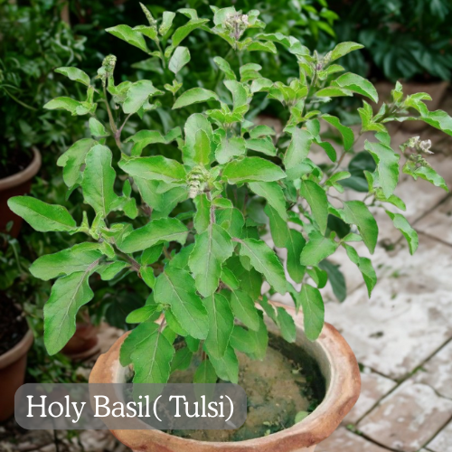 medicinal-plants-you-can-grow-at-home-Holy Basil( Tulsi)