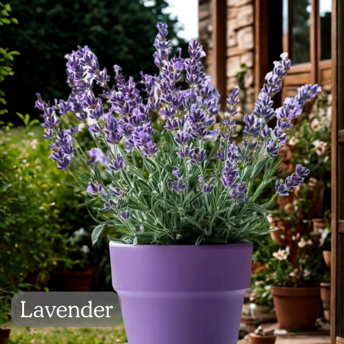 medicinal-plants-you-can-grow-at-home-Lavender