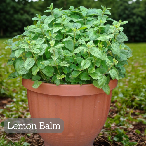 medicinal-plants-you-can-grow-at-home-Lemon Balm