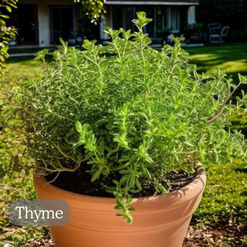 medicinal-plants-you-can-grow-at-home-Thyme